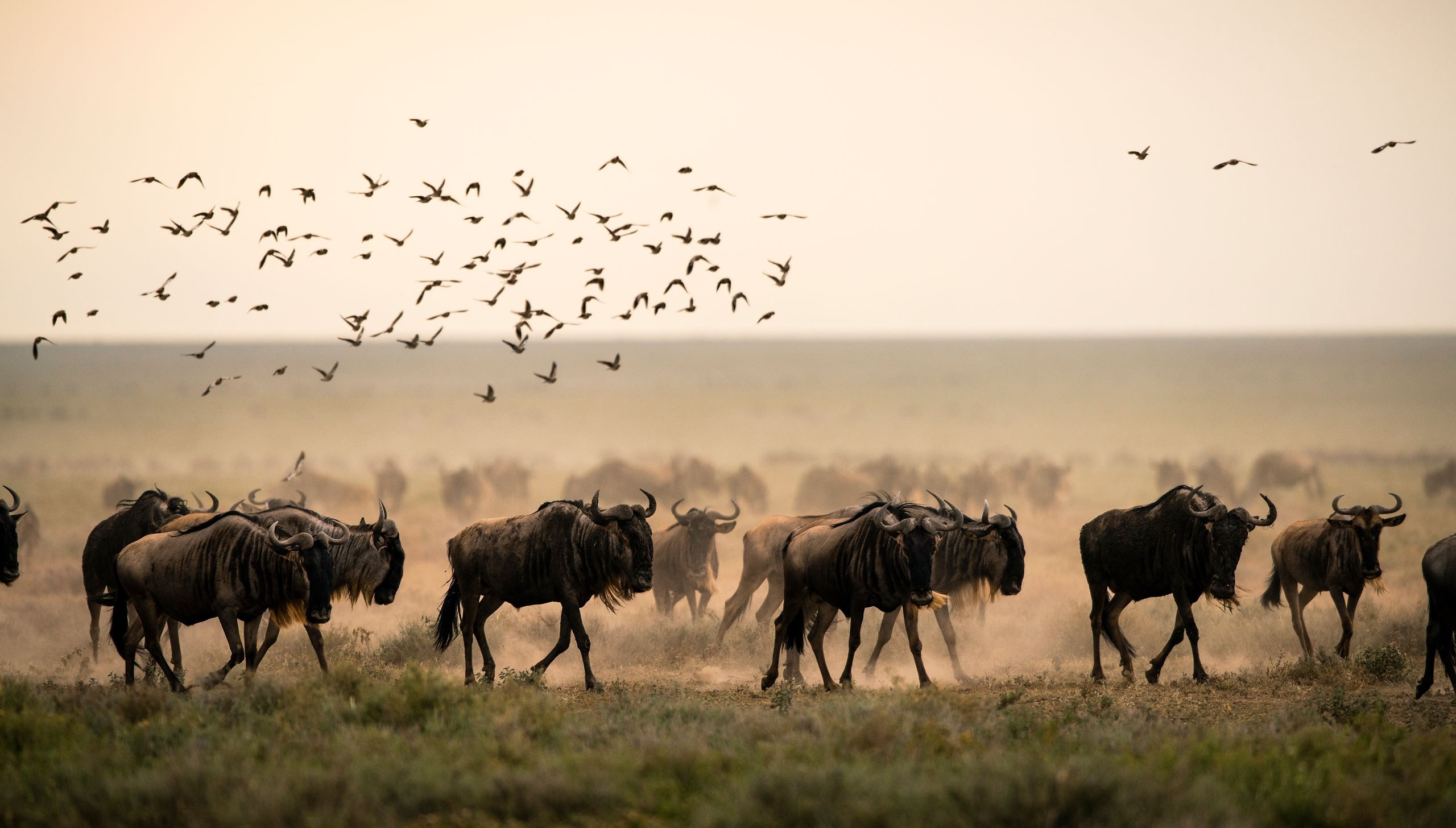 Entamanu Ngorongoro