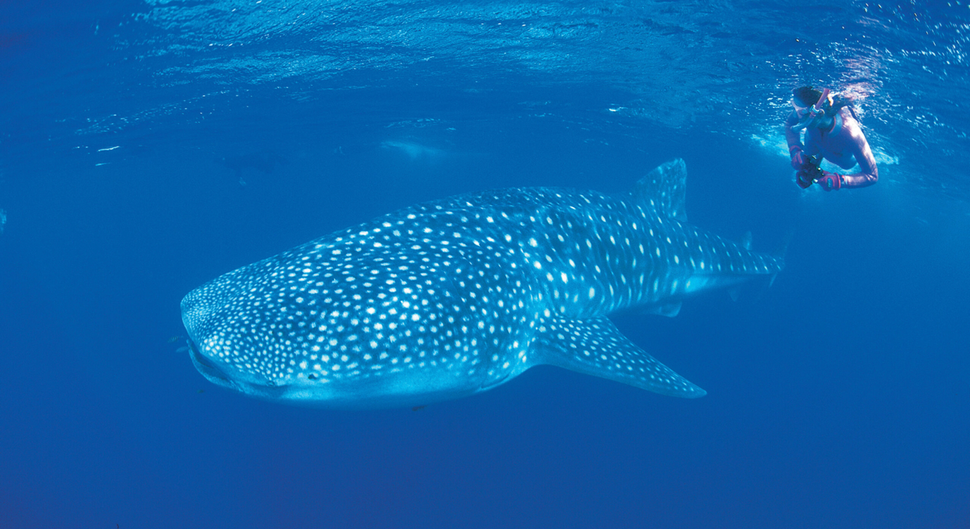 Sal Salis Ningaloo Reef 4